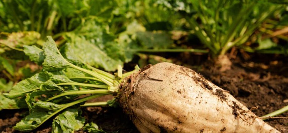 Sugar beet