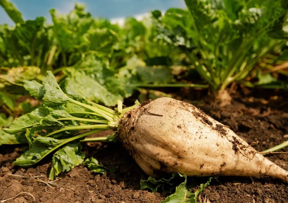 Sugar beet
