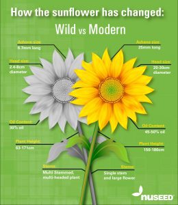 Sunflower hybrids: characteristics and description