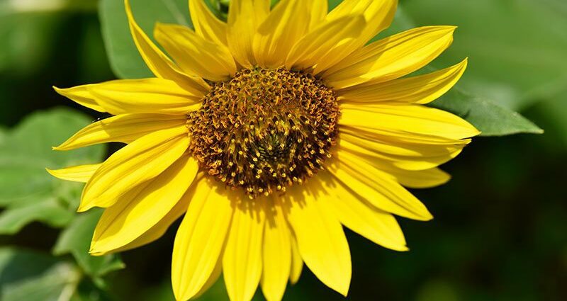 Sunflower varieties: description and characteristics