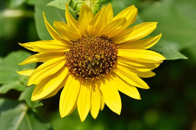 Sunflower varieties: description and characteristics