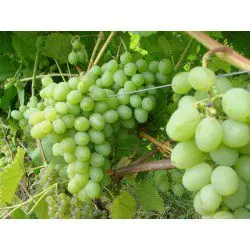 Super grapes: grape variety, description