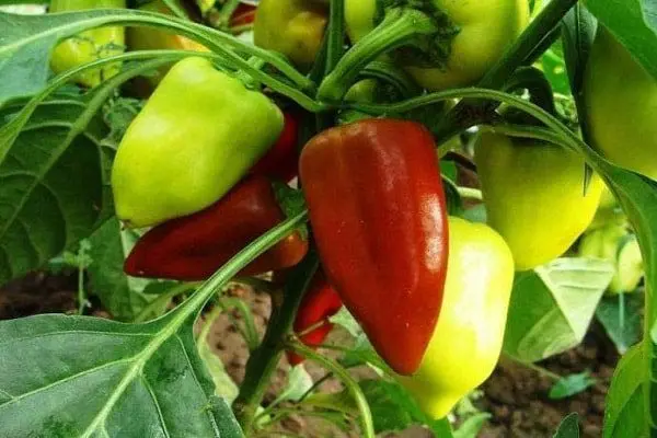 Swallow pepper: variety description