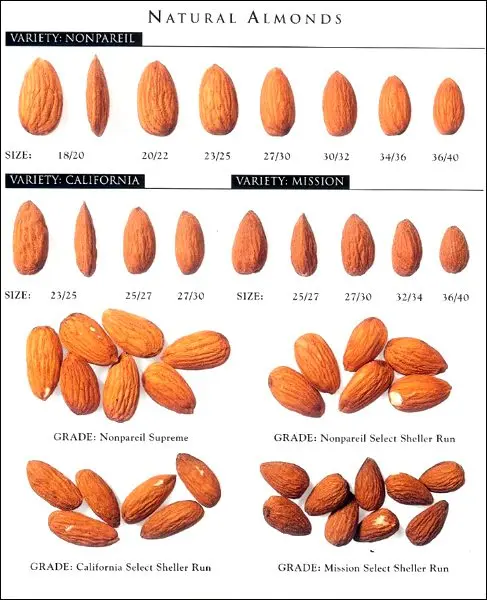 Sweet almonds, bitter: how to distinguish