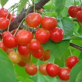 Sweet cherry Pink Bryansk: grade