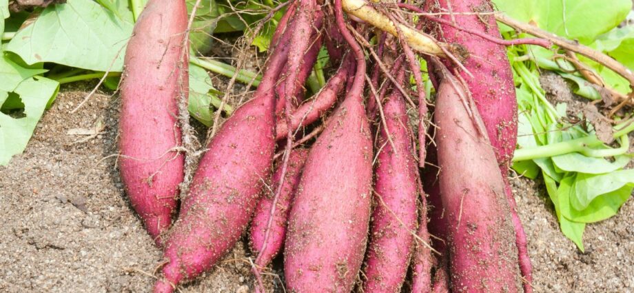 Sweet potato sweet potato cultivation