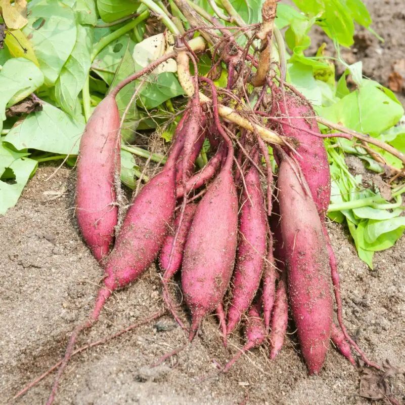 Sweet potato sweet potato cultivation