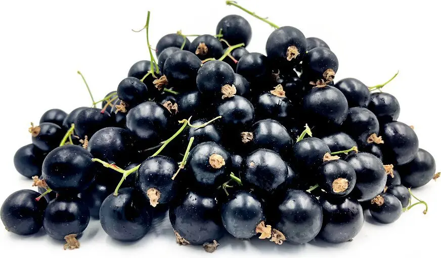 Sweet varieties of black currant
