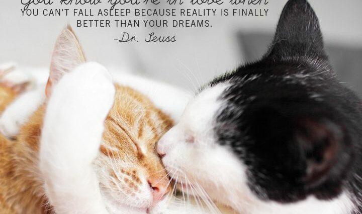 Sweetness of the day: cats that hug each other even in their sleep