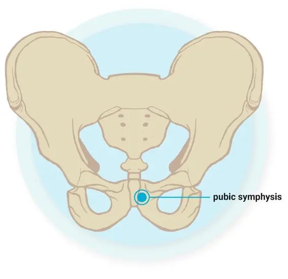 Symphysis