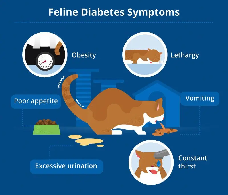 Symptoms of diabetes mellitus in cats