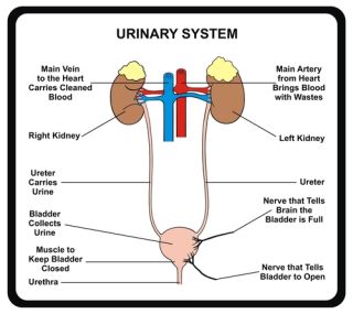 Síntomas de trastornos urinarios.