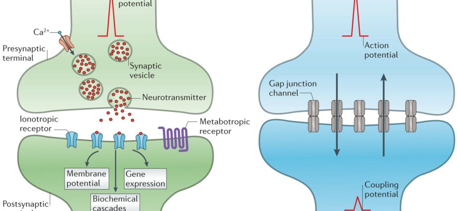 Synapses: electrical or chemical, what is it for?