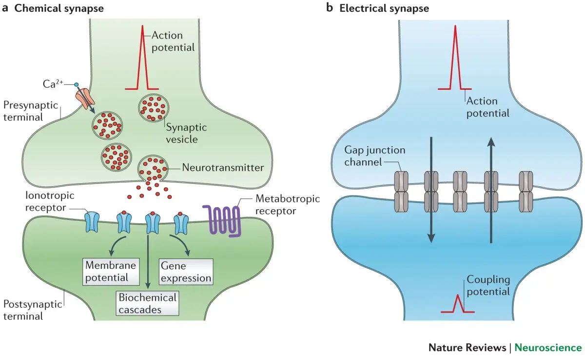 Synapses: electrical or chemical, what is it for?