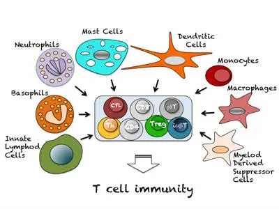 T-cell immunity: what it is and how it helps in the fight against COVID-19