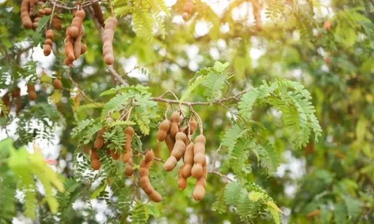 Tamarind: growing at home, useful properties