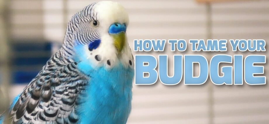 Taming the budgerigar. Video