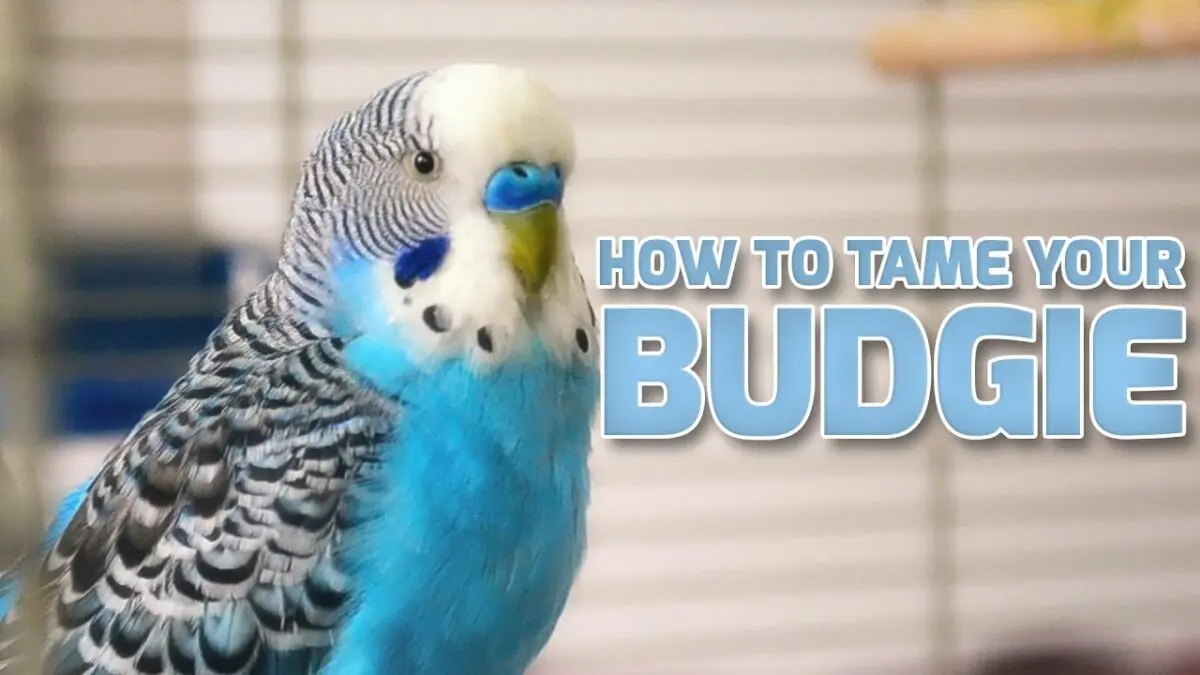 Taming the budgerigar. Video
