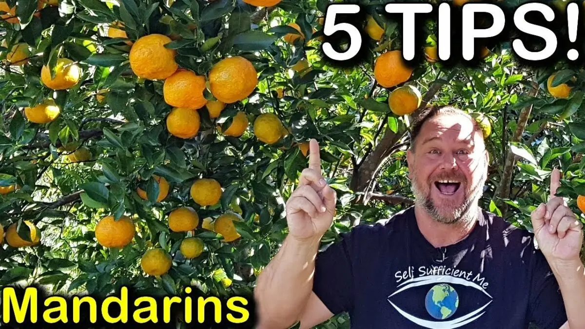 Tangerine tree: how to care at home? Video