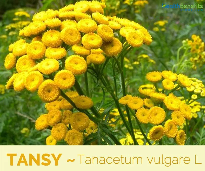 Tansy: useful and medicinal properties of common tansy. Video