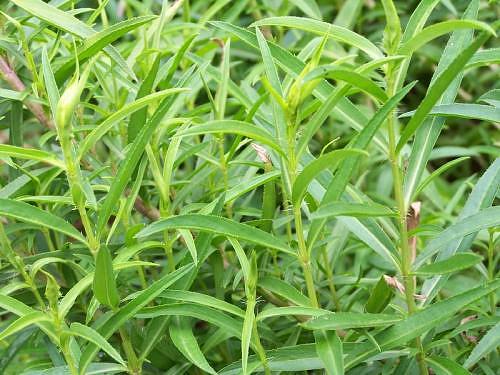 Tarragon herb: planting, leaving