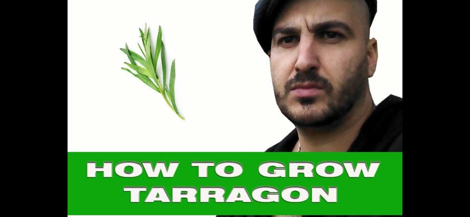 Tarragon (tarragon): beneficial properties. Video