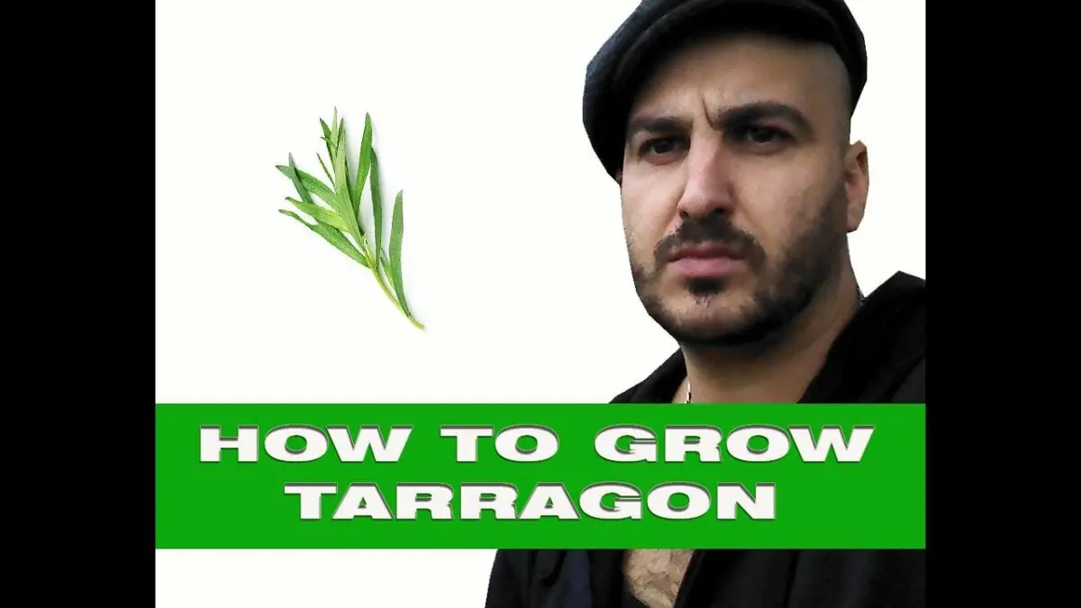 Tarragon (tarragon): beneficial properties. Video