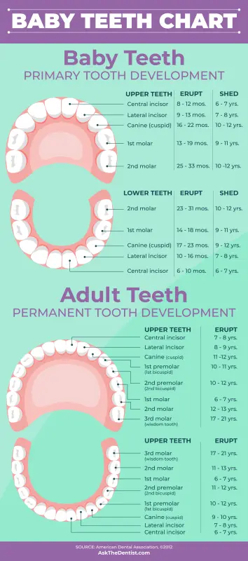 Teething: from baby teeth to permanent teeth