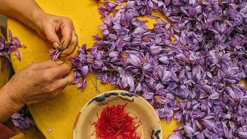 Ten secrets about saffron, the &#8220;red gold&#8221;