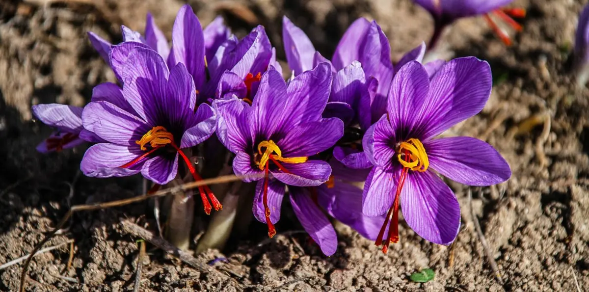 Ten secrets about saffron, the &#8220;red gold&#8221;