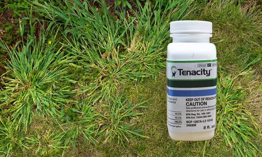 Tenacious grass: care and planting