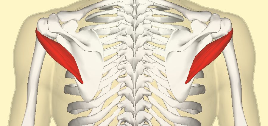 Teres minor muscle