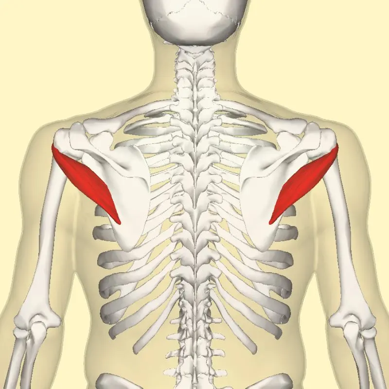 Teres minor muscle