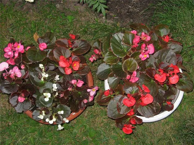 Terry begonia ever flowering, care