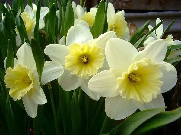 Terry narcissus: varieties and cultivation