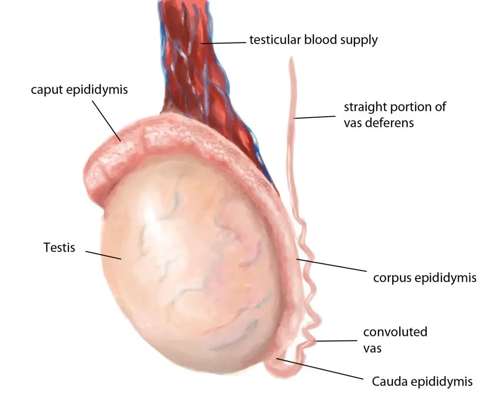 Testicle