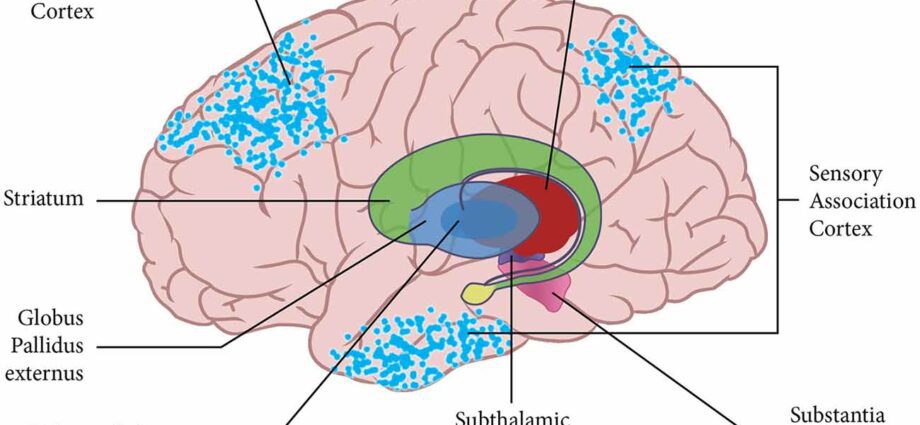 Thalamus