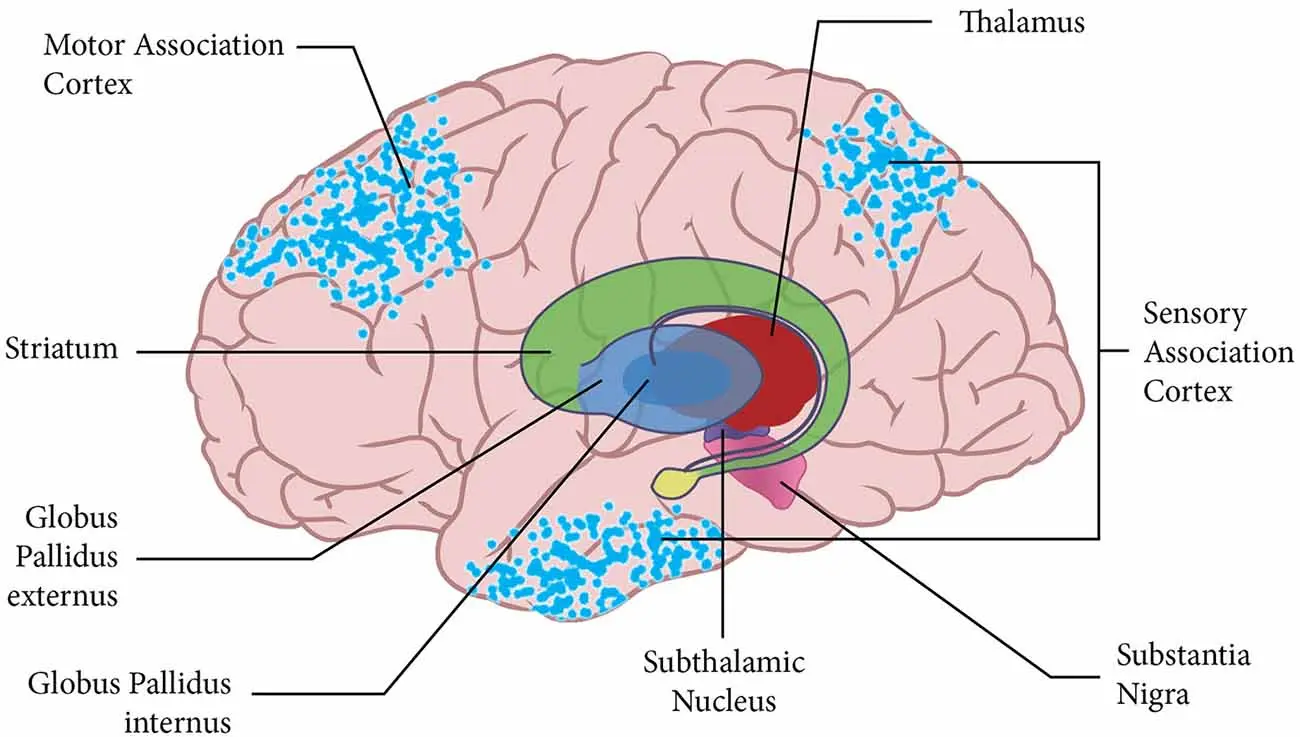 Thalamus