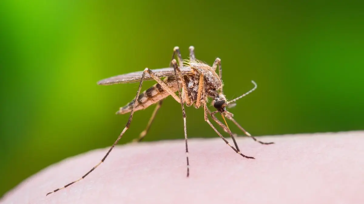 The anti-mosquito guide: all you need to know about mosquito bites