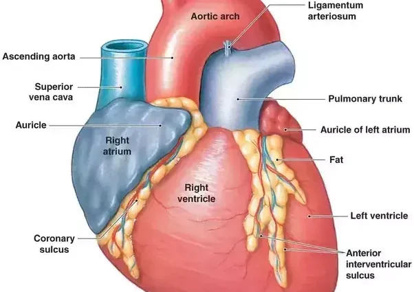 The auricle of a person will tell about his health