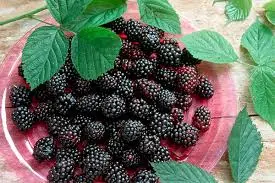 The benefits and harms of blackberries