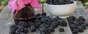 The benefits and harms of blackberries