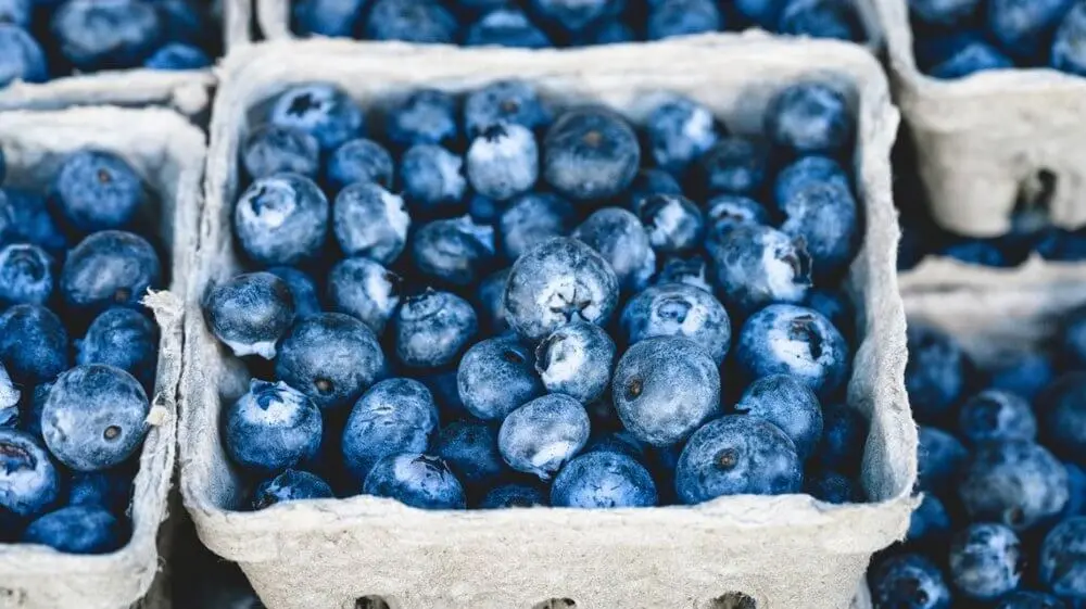 The benefits and harms of blueberries for the human body