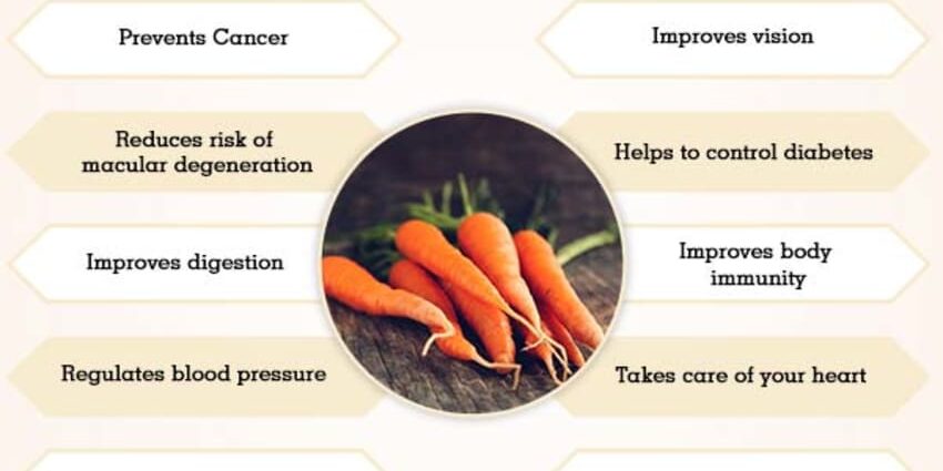 The benefits and harms of carrots for the human body