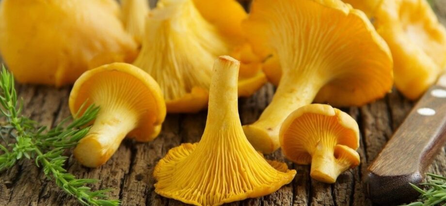 The benefits and harms of chanterelles