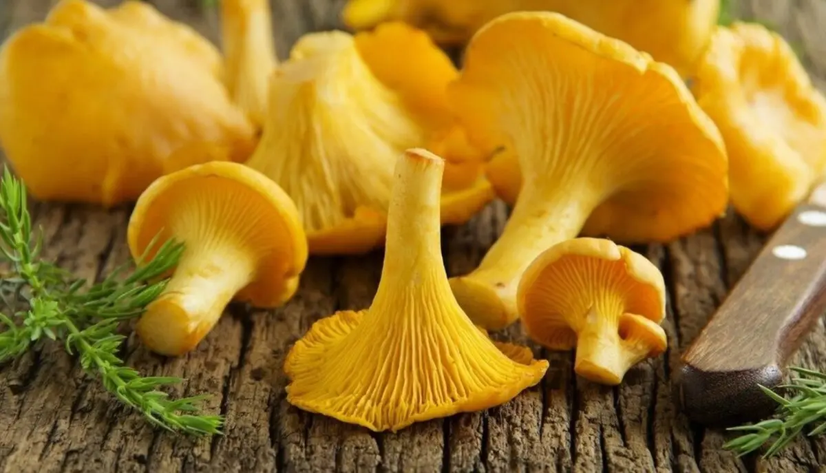 The benefits and harms of chanterelles