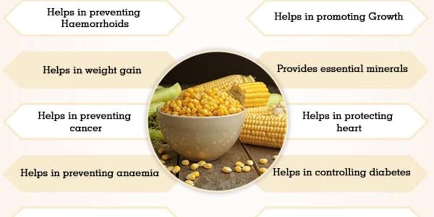 The benefits and harms of corn for the human body