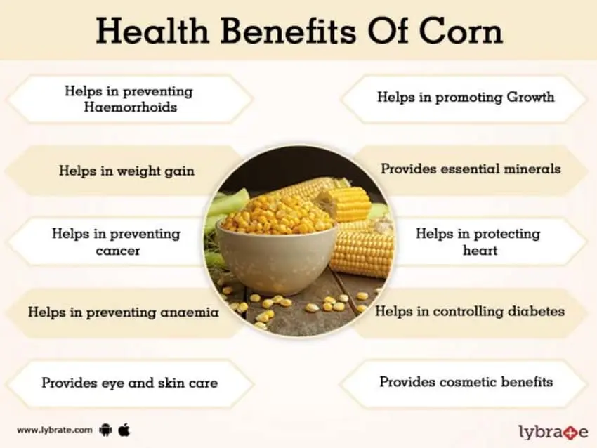 The benefits and harms of corn for the human body