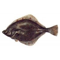 The benefits and harms of flounder