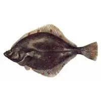 The benefits and harms of flounder